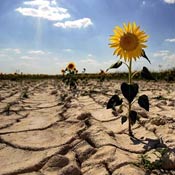 Mitigan el cambio climático